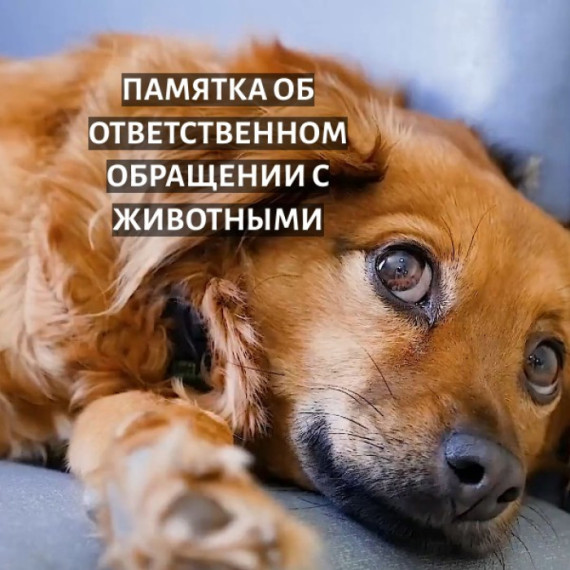 Памятка по ответственному обращению с животными!. Памятка по ответственному обращению с животными!.